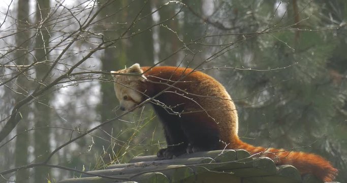 Cute Red Panda is Sitting on Wooden Log Chewing Eating Leaves Animal in Zoo in Spring Sunny Day Forest Nature Bare Branches of Trees Endangered Animal