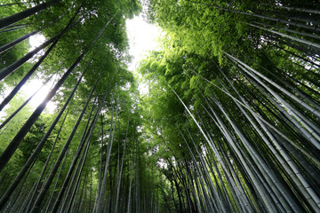 Obraz na płótnie Canvas Arashiyama Bamboo Grove 4