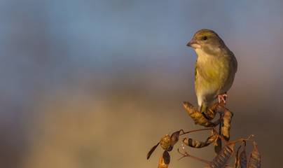 European Greenfinch - Carduelis chloris