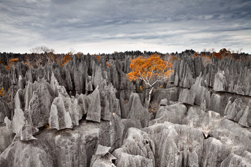Tsingy de Bemaraha. Madagascar.