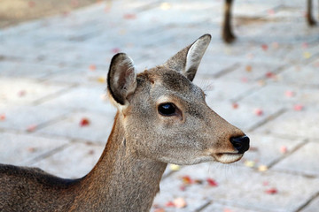 Nara Park Deer