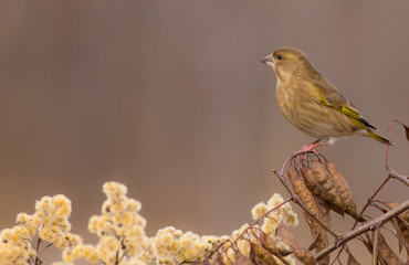 European Greenfinch - Carduelis chloris