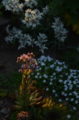 Blühendes Sempervivum an Edelweiss und Isomata