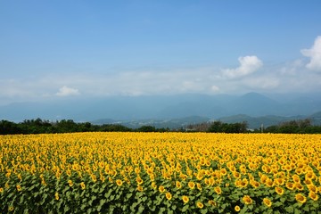 明野のひまわり