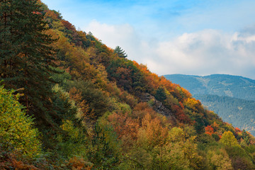 Magnificent autumn carpet in The Rhodope montains, Bulgaria