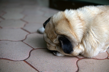 Lonely Pug Dog Sleeping on Brick floor with face down