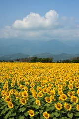 Fototapeta premium 明野のひまわり