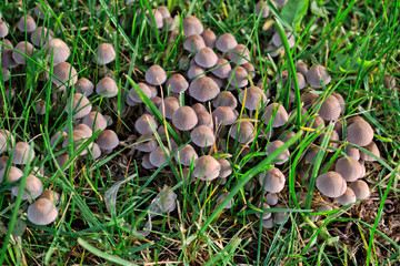 Closeup of small brown mushrooms in the grass