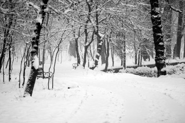Winter landscape in the park