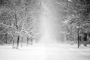 Winter landscape in the park
