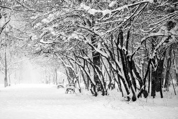 Winter landscape in the park