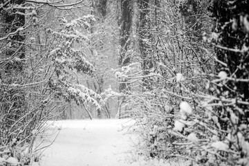 Winter landscape in the park