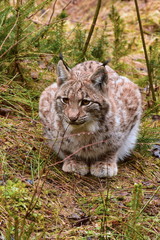 Eurasian lynx -Lynx lynx