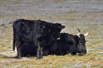aurochs animal Bos primigenius