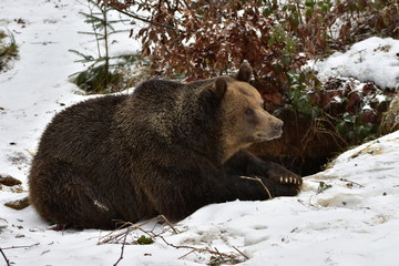 Obraz premium Bear in front of its burrow