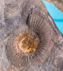 Fossil - old trilobite
