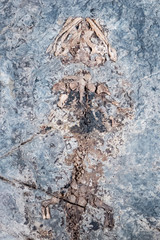 Old trilobite