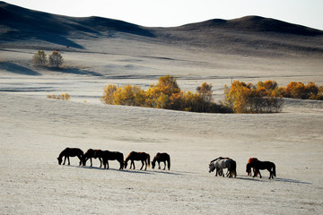 Inner Mongolia