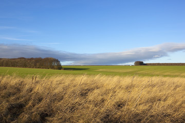 Fototapeta na wymiar dry grasses with wheat fields