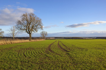 newly sown wheat field