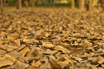 Close up view on the ground covered with fallen dry leaves 

