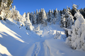 Fir on the slopes of the Carpathian mountains, covered with snow on a frosty Sunny day.