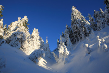 Fir on the slopes of the Carpathian mountains, covered with snow on a frosty Sunny day.