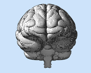 Engraving brain illustration in front view on blue BG