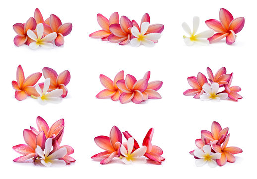 Fototapeta Frangipani flower with water droplets on white background