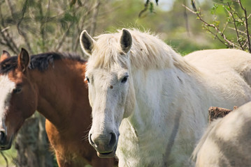 Naklejka na ściany i meble Wild horses free on a field in Argentina