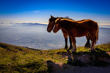 Horses Atop Monte Subasio