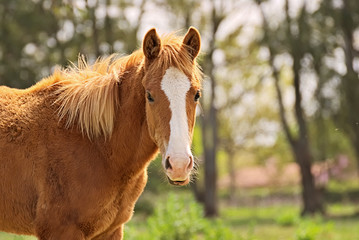 Horse free on a field in autumn