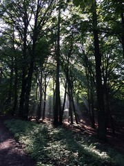Sonnenstrahlen durch die B&auml;ume