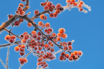 Small apples in frost