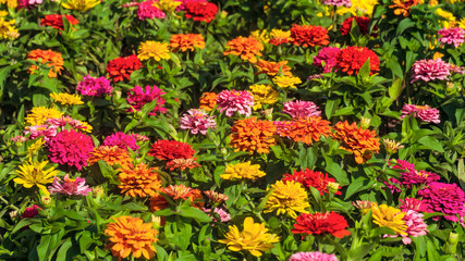 Fototapeta na wymiar Colorful zinnias blooming flowers in the garden. Background with limited depth of field.