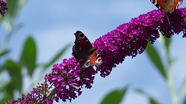 Butterfly European Peacock on Flower 