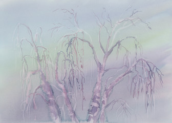 birch winter landscape