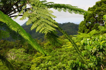 Forest on Fiji - Viti Levu - Oceania