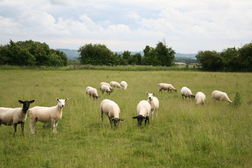 Fototapeta na wymiar English sheep grazing