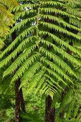 Forest on Fiji - Viti Levu - Oceania