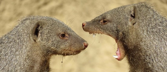 mongoose argument