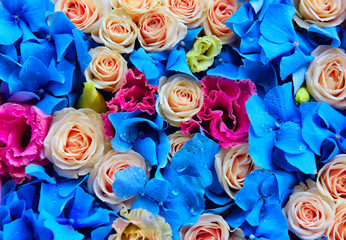 Fototapeta na wymiar background of flowers - roses, eustomy, blue hydrangeas. gentle lovely colorful buds. 
