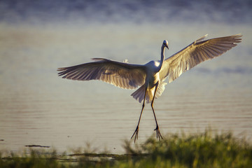 Great egret in Arugam bay lagoon, Sri Lanka