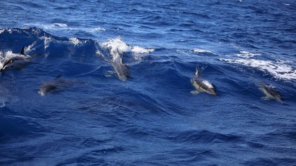 Naklejka premium Dolphins