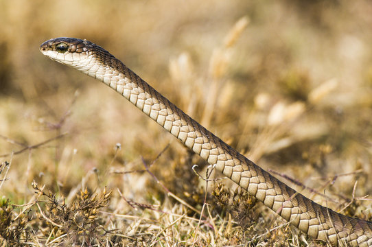 Female Boomslang