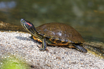Pond slider turtle