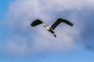 Grey heron in Arugam bay lagoon, Sri Lanka
