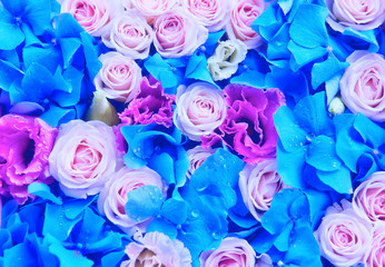 Fototapeta na wymiar background of flowers - roses, eustomy, blue hydrangeas. Soft focus blur. gentle lovely colorful buds. 