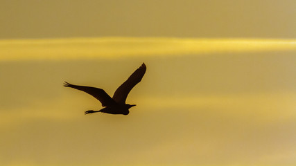 Little egret in Arugam bay lagoon, Sri Lanka