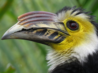 hornbill © melanie